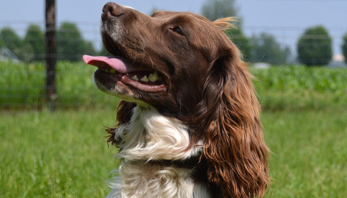 engelse springer spaniels – kennel van de hazelberg