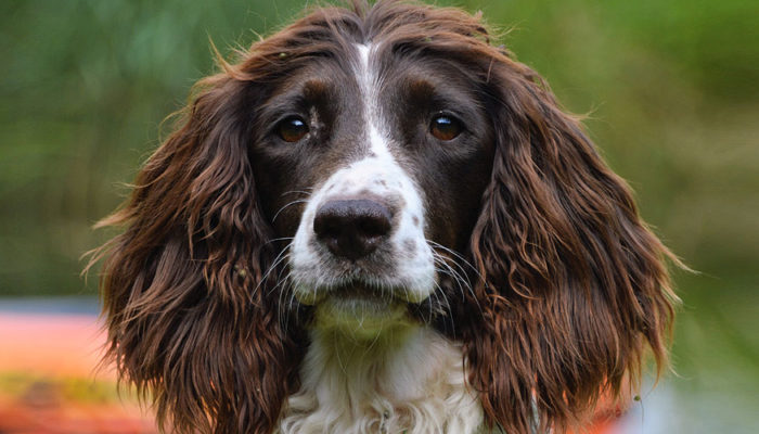 engelse springer spaniels – kennel van de hazelberg
