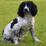 Tim | Engelse Springer Spaniel