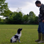 Tim | Engelse Springer Spaniel