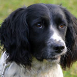 Tim | Engelse Springer Spaniel