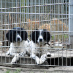 Tim | Engelse Springer Spaniel