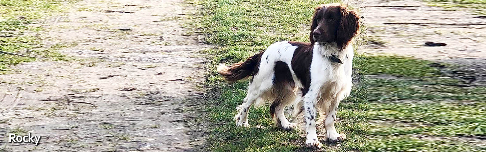 Rocky-Engelse-springer-Spaniel